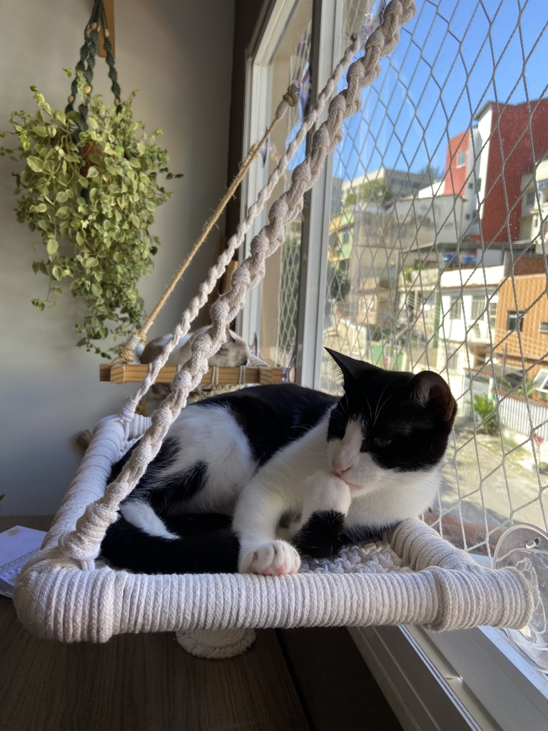 como-fazer-cama-de-gato