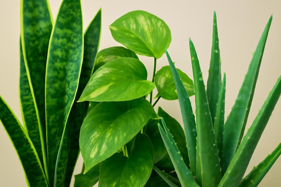 Cuidados básicos para manter suas plantas vibrantes